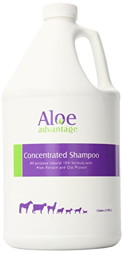 Aloe Advantage Concentrated Shampoo – 1 Gallon