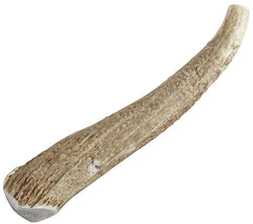 Happy Dog of Cape Cod Jumbo Whole Elk Antler