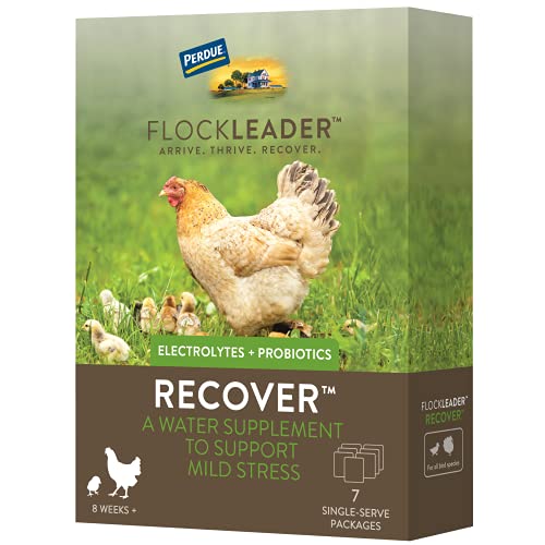 FlockLeader Recover, Electrolyte Probiotic, Mild Stress Supplement for Chicken Flock, One Week Serving, 7 Packets