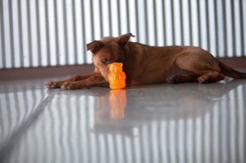 KONG Squeezz Jels Hippo Squeaky Dog Toy – Large – image 3