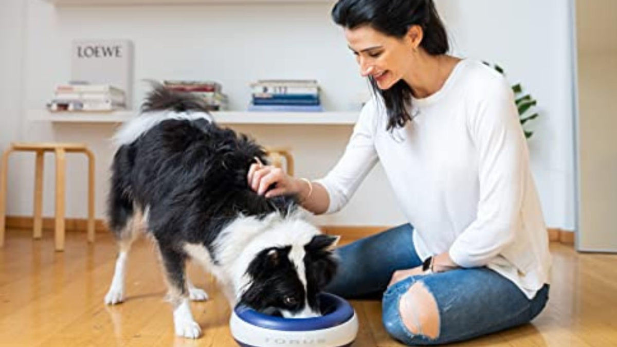 Heyrex Torus Filtered Pet Water Bowl – 2 Liter, Charcoal – image 4