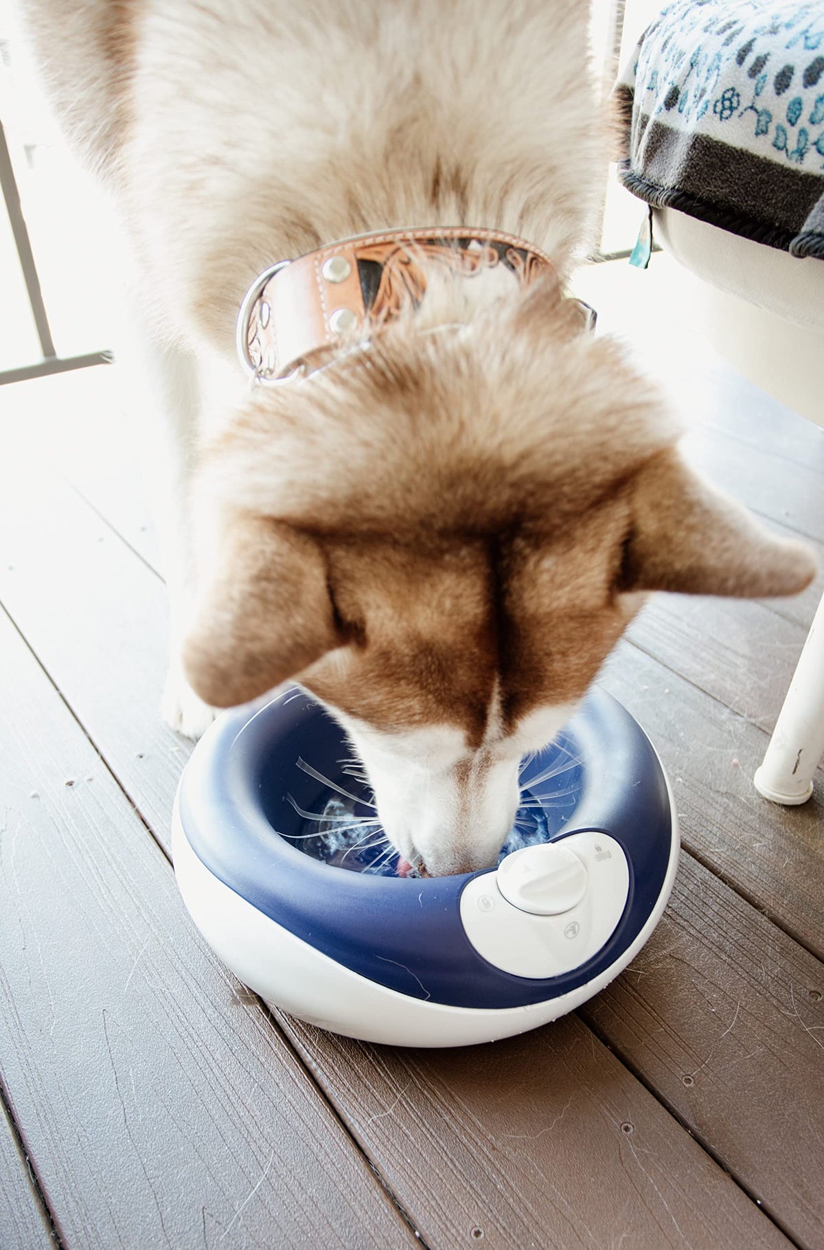Heyrex Torus Filtered Pet Water Bowl – 2 Liter, Charcoal – image 3